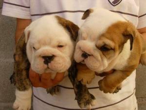 AKCregisteredEnglishBulldogpuppies