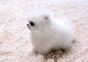 AKCTinyPomeranianContactUsViaOurWebsite