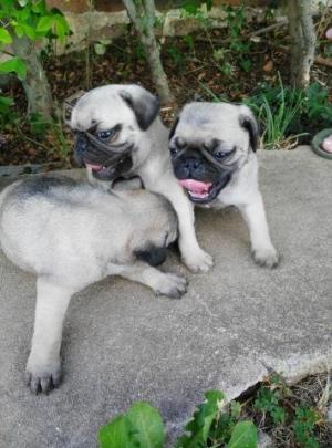 AvailableBeautifulPugpuppiesreadytogo