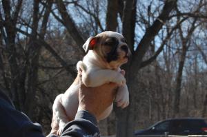 EnglishBulldog