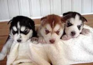 huskypuppiesforadoption