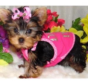 Yorkiepuppiesforsale