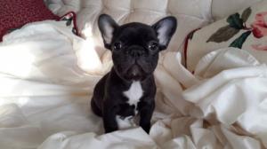 SaveFrenchbulldogpuppieslives