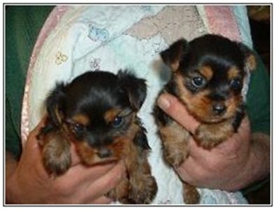 adorableyorkiesforadoption