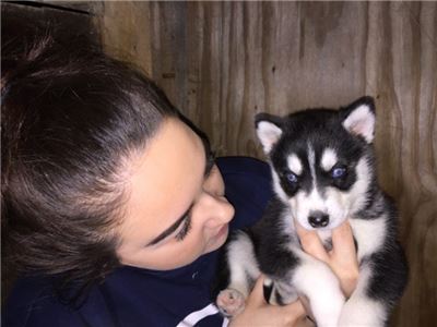 BlueEyedSiberianHuskyPuppiesUSD