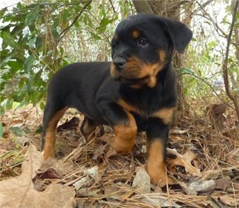 CHAMPIONANDGERMANBLOODLINESROTTWEILERPUPPIES