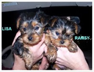 Cuteyorkiepuppiesforfreeadoption