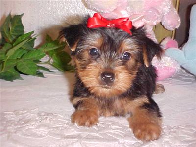 CuteAffectionateYorkiePuppiesForAdoptionMale