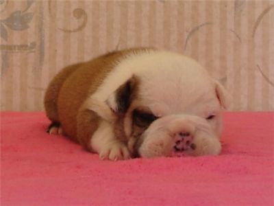 AKCBulldogPuppies