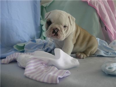 adorableenglishbulldogpuppiersforadoption