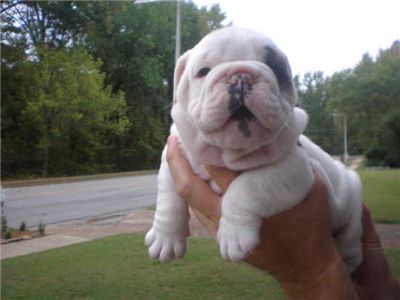 cutebulldogpuppiesforsale