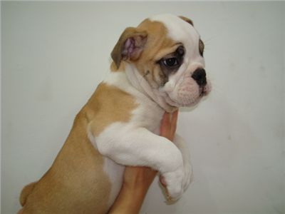 AKCenglishbulldogpuppieswithgoodpedi