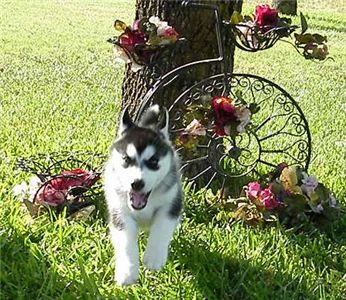 AKCSiberianHuskyPuppies