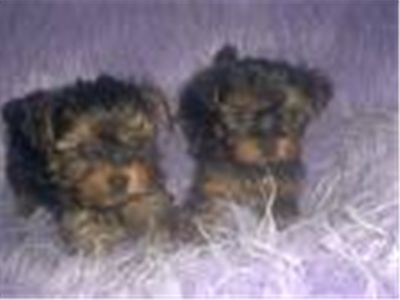 LovelyYorkiepuppiesforAdoption