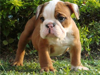 Englishbulldogpuppiesforsale