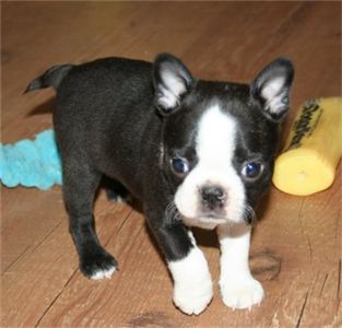 CuteBostonterrierpuppiesforsale