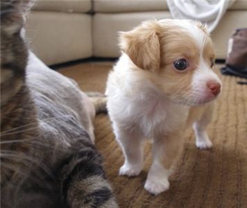 lovelychihuahuapuppiesforsale