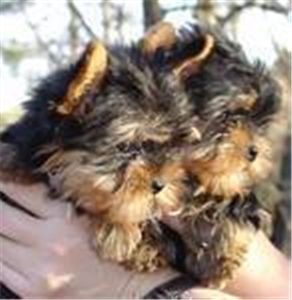 AdorableTeacupYorkiePuppiesForFreeAdoption