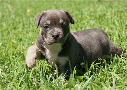 AMERICANPITBULLTERRIER