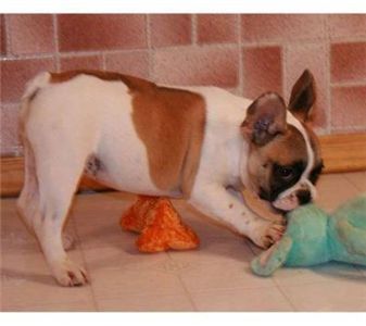 frenchbulldogpuppyforadoption