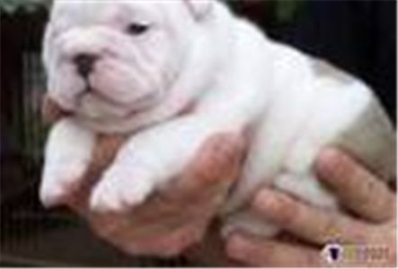 lookingforbulldogpuppies