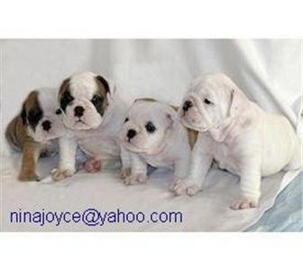 freecuteenglishbulldogpuppiesforadoption