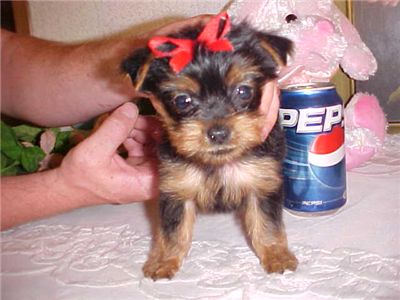 yorkieshirepuppy