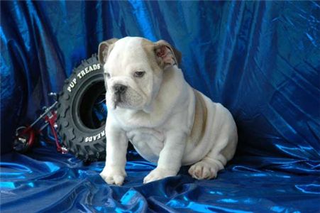 adorableweeksbulldogsbabiesforadoption