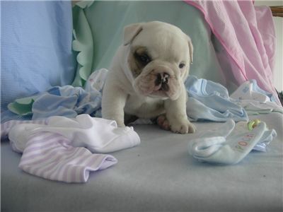 adorableweeksbulldogsbabiesforadoption