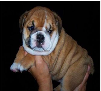 healthylookingenglishbulldogpuppiesonadoptio