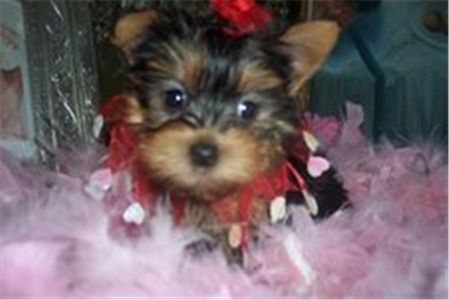 cuteyorkiepuppiesforfreeadoption