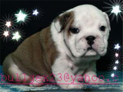 lovelyenglishbulldogpuppiesforadoption