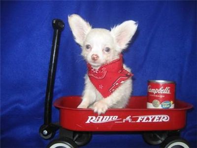 tiniteacupchihuahuapuppiesforsale