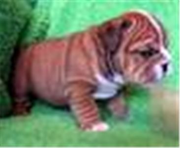 englishbulldogpuppiesforfreeadoption