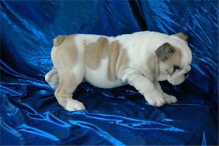 cuteenglishbulldogforadoption