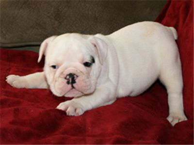 purewhiteenglishbulldogpuppyforrehoming