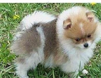 pomeranianpuppysforsale