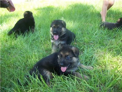 importgermanshepherds