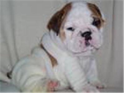 adorableenglishbulldogpuppies