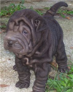 darkchocolatemaleakcchinesesharpei