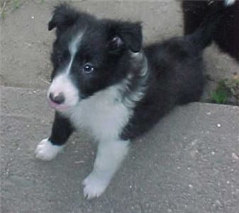 sheltiepuppies