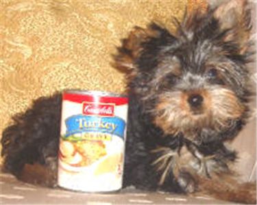 cuteyorkiepuppiesforfreeadoption