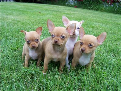 chihuahuaforgoodhomes