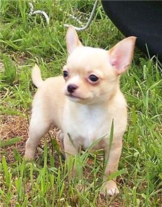 chihuahuaforsale