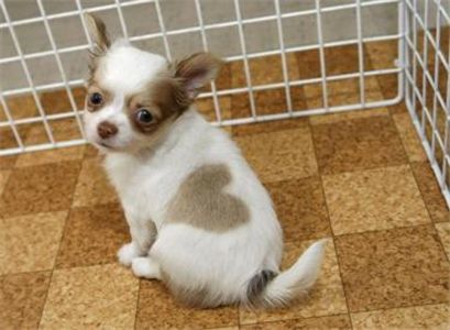 chihuahuaforsale