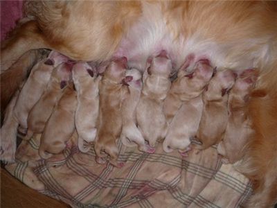 goldenretrieverpuppiesforsale