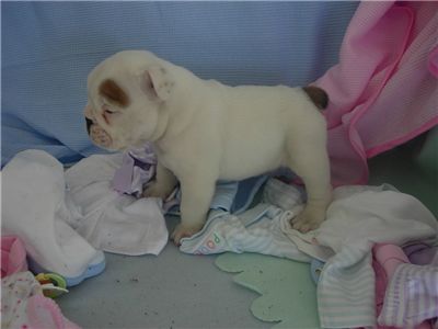 ocuteenglishbulldogforadoption