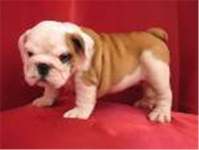 englishbulldogpuppiesreadytogonow