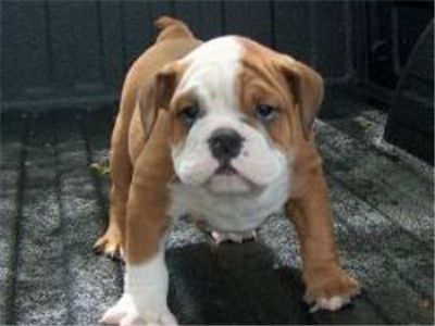 adorableenglishbulldogpuppies