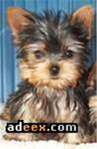 adorableteacupyorkiepuppiesforfreeadoption